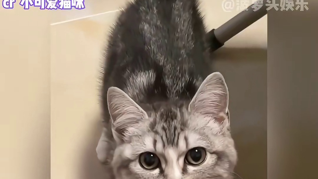 #萌宠成精了 #猫猫 有这么可爱的小猫咪根本不舍得出门！#万万想不到
