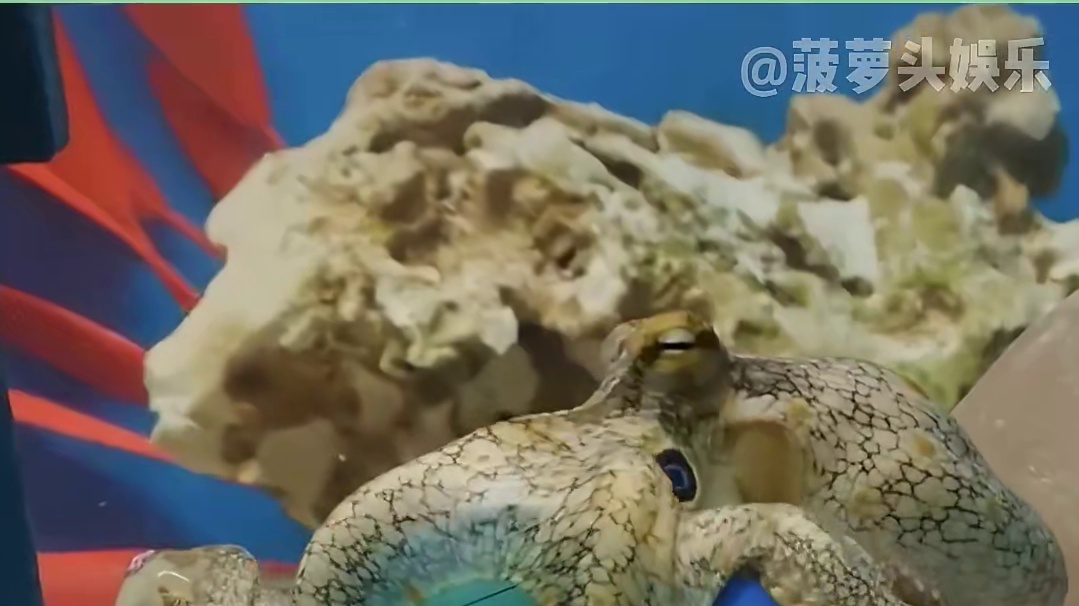 怪不得章鱼哥不愿意和他们玩#海洋生物 #冷知识 #娱乐评论大赏 #章鱼 #智商