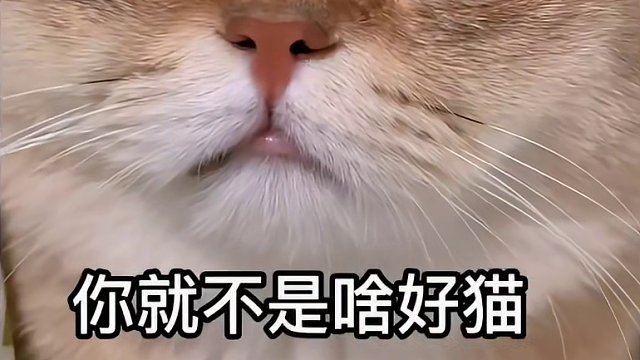 62. 【沙雕动物盘点】隔着屏幕都让人心疼！