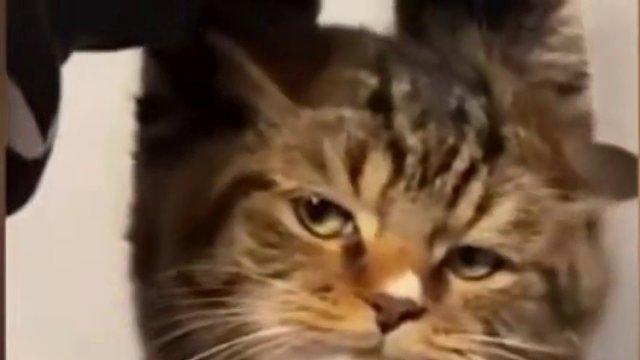 65. 【沙雕动物盘点】果然是万物皆有灵，这句话非常合理！