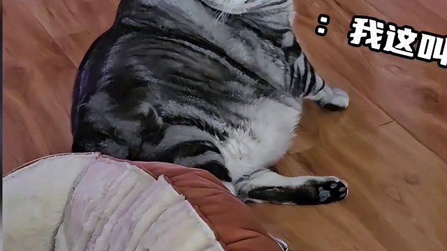 这些动物发福后的样子太搞笑了，为什么动物会越胖越可爱呢？