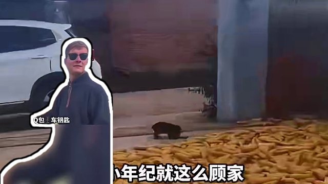 我说怎么玉米越来越少，原来是这狗子干的。