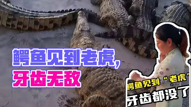 鳄鱼见到老虎，牙齿都没了#鳄鱼 #鳄珍 #鳄鱼养殖场
