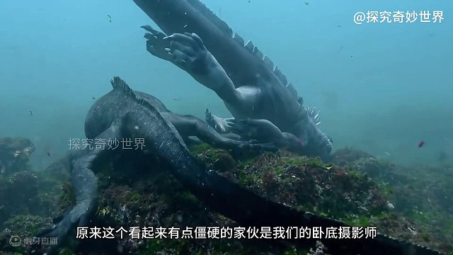 你见过海底的恐怖的暴风巨浪吗？正儿八经没几个动物能扛得住……海洋动物的噩梦