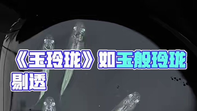 《玉玲珑》如玉般玲珑剔透，自主培育观背青鳉满光萤火虫，高透明度，一个月满光，长大不褪色##观背青鳉 