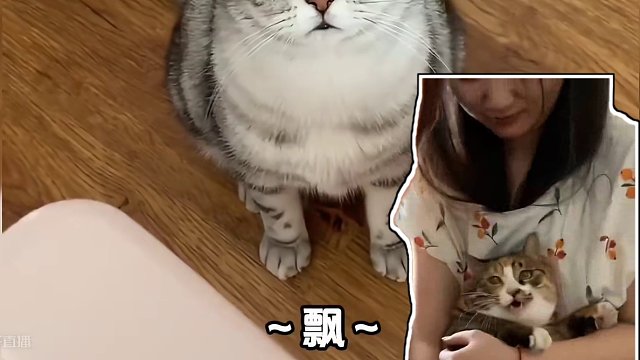 猫咪被吓一跳的真实反应，猫猫我胆子真的很小，别吓我！ #喵星人 #铲屎官 #猫咪无语 #养猫的乐趣#