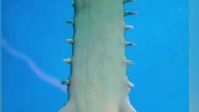 世界上最奇怪的深海生物，能够一口吞下大白鲨的大嘴怪物你见过吗 #海洋 #海洋生物 #水下拍摄 #深海