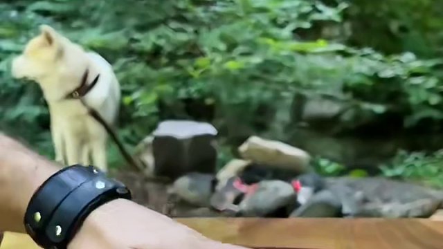 这吃法够新颖#海外美食 #户外美食制作 #户外美食