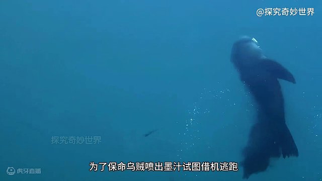 海狗捕捉澳巨型乌贼，拥有9个大脑和800个心眼子的生物，最终它能否顺利逃脱？