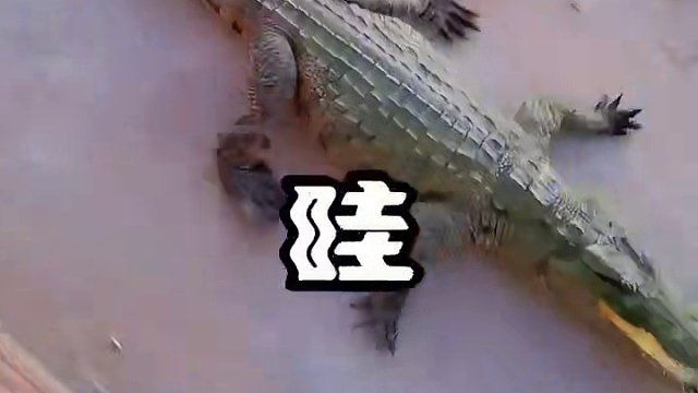 一支穿云箭千军万马来相见 #鳄鱼 #鳄鱼养殖场 #鳄珍