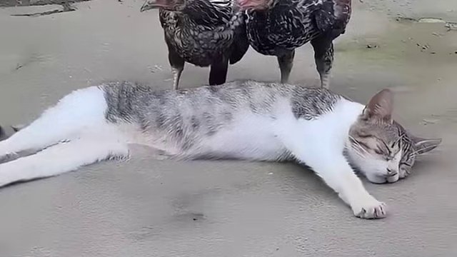 猫与两只鸡是好朋友