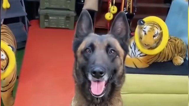 156. 盘点那些智商逆天的狗子，要是会说话它们能胜过很多人