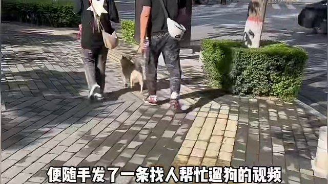 大学生遛狗，狗界的军训来了！狗满不满意不知道，但主人和大学生啥真满意。