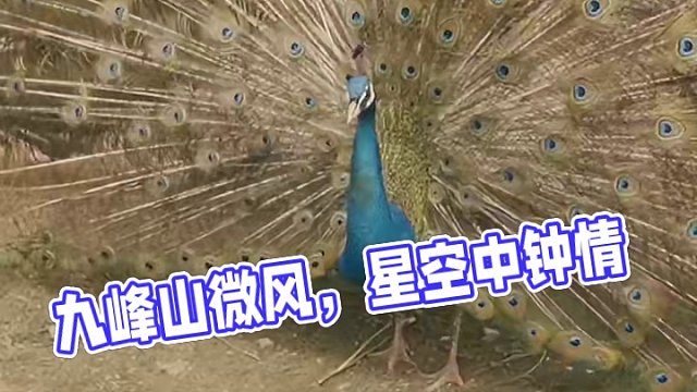 九峰山景区 #养在九峰山  我在等一场微风，等黎明停在星辰，等我坠入星空，等你，钟意我。#孔雀开屏好