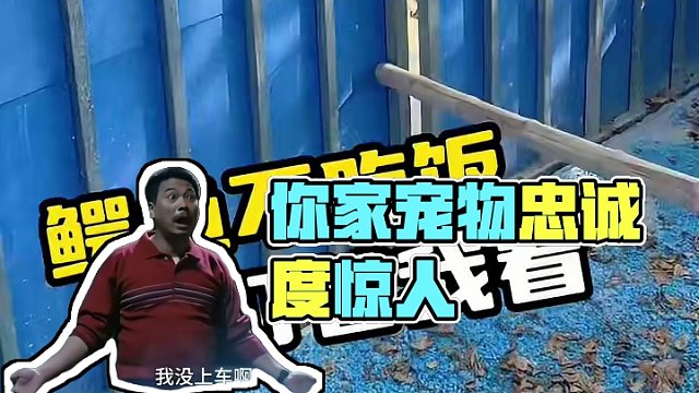 你家宠物吃饭会追主人吗？ #鳄鱼养殖场 #鳄鱼 #鳄珍