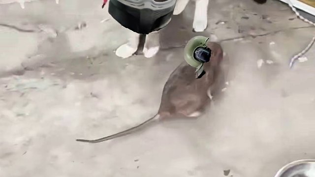 暗区整活：现在的老鼠都这么厉害了吗？ #当暗区玩家学会P图 #暗区突围代理人