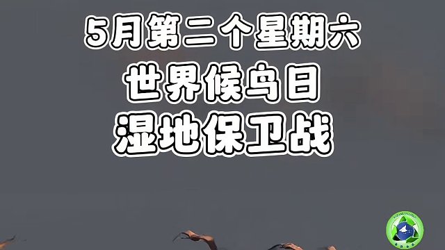 世界候鸟日 湿地保卫战