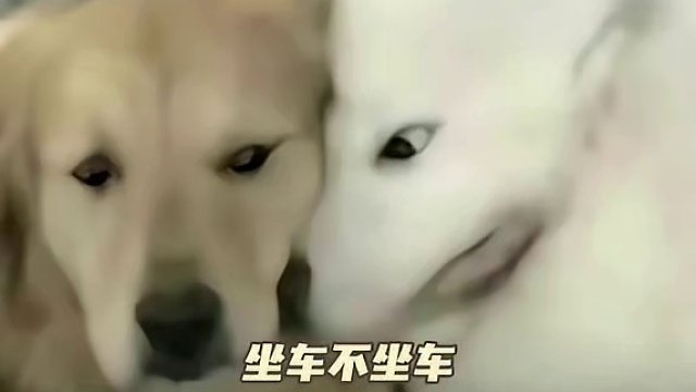 或！这一眼，感觉像是自己凯旋归来（来源：贝.）