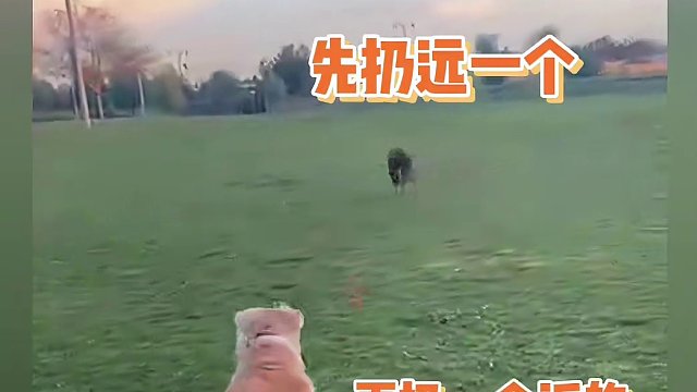 小狗不捡近的球 好狗狗
