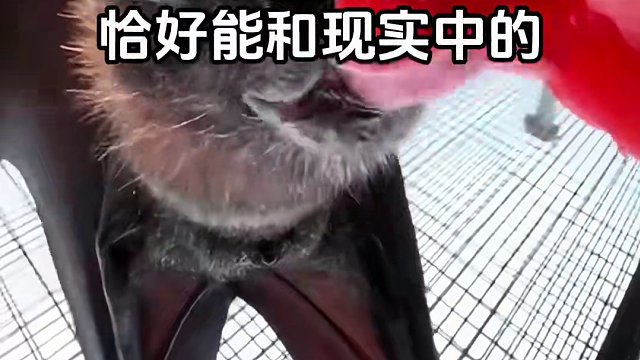 果蝠侠！！ #蝙蝠侠 #DC #百特曼 #金属大事件