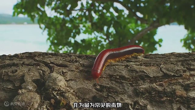 嗜毒成瘾的狐猴，在毒物中逐渐迷失自我