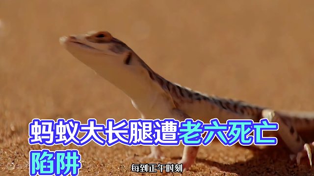 大长腿蚂蚁能承受70度高温，却躲不过老六的死亡陷阱