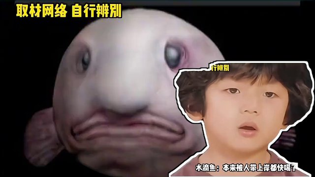 水滴鱼：讨厌你们这些没有边界感的人 #水滴鱼   #奇妙动物