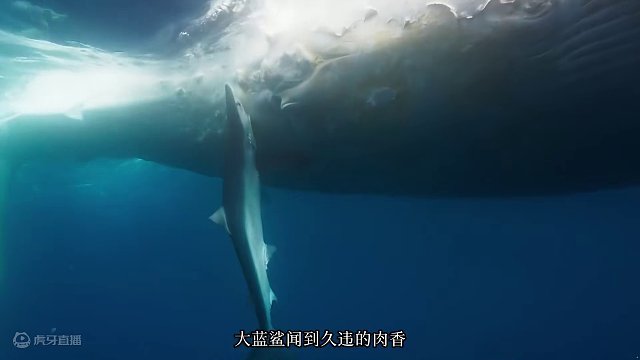 巨型座头鲸被船撞死，鲨鱼群开起了狂欢派对