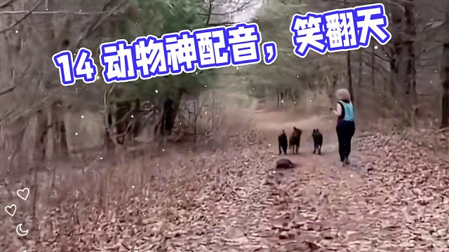 14. 盘点那些动物搞笑神配音