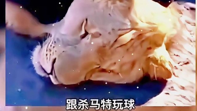 17. 盘点那些动物搞笑神配音