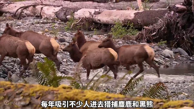 戴夫捕猎火鸡科迪抓获鲑鱼，求生1加1迎来最强伙食，蛋白质吃不完 #求生一加一  #荒野求生  #野外