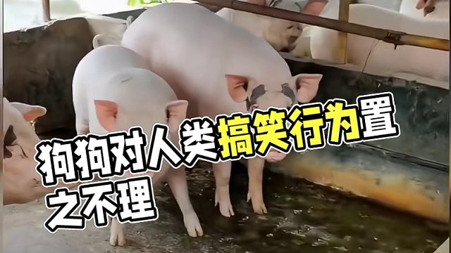 101. 盘点那些没有边界感的人类，狗：跟人沾边的事你们是一点也不干