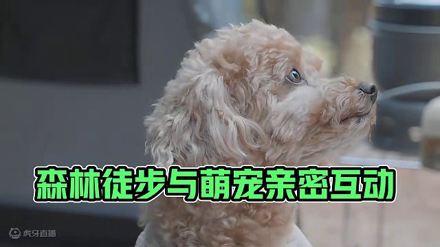 森林露营：萌宠篇（叁）
 #露营 #徒步 #萌宠 #户外露营 #上热门