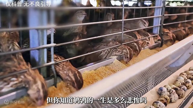 你真的了解鹌鹑吗？鹌鹑的一生会是怎样的？#鹌鹑蛋 #制作过程 #鹌鹑 #三只松鼠鹌鹑蛋 #QQ弹弹