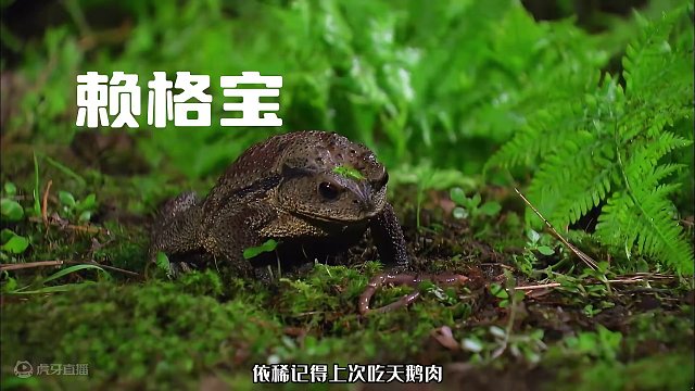 昆虫界化学屁王毒性大，轻松将捕猎者干趴下，最后却遇到了王炸