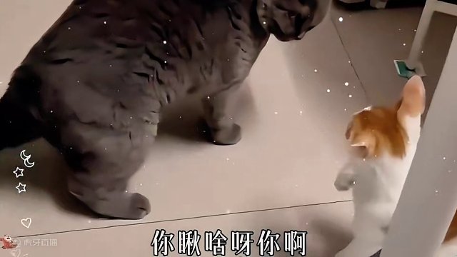 3. 盘点那些动物搞笑神配音