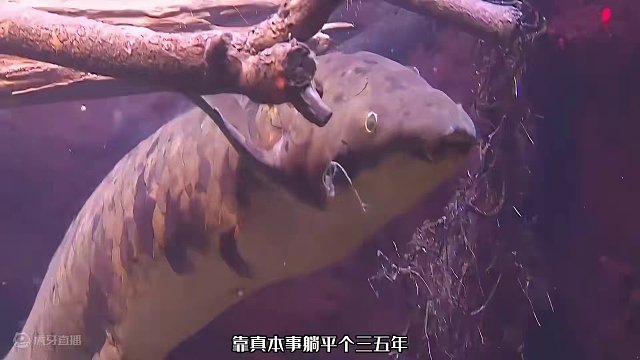 没水也能活的鱼，水里游墙上浪，几年不吃不喝直接躺平