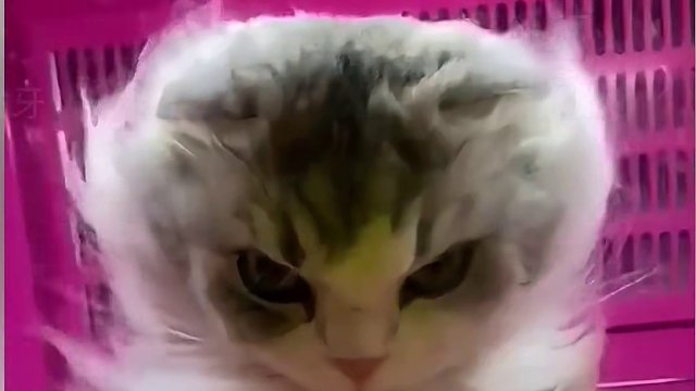 27. 《中华功夫·喵》都说猫是老虎的师傅，各个都是高手