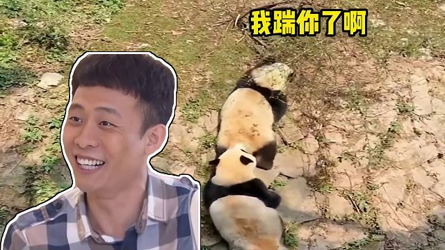 61. 盘点动物的那些神级配音，网友：谁让你这样配音的太逗了