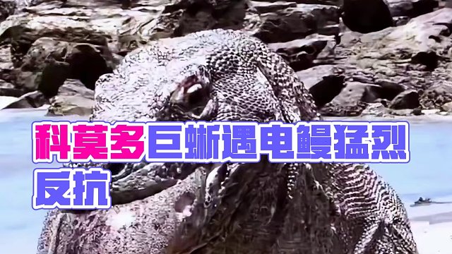 电鳗惊魂：科莫多巨蜥险遭吞噬噩运