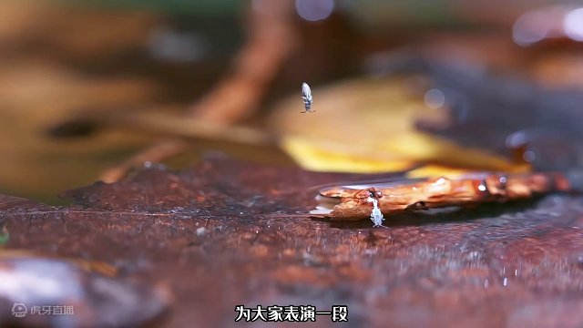 穿防毒外套的动物，弹跳能力堪称一绝，且自带减震功能