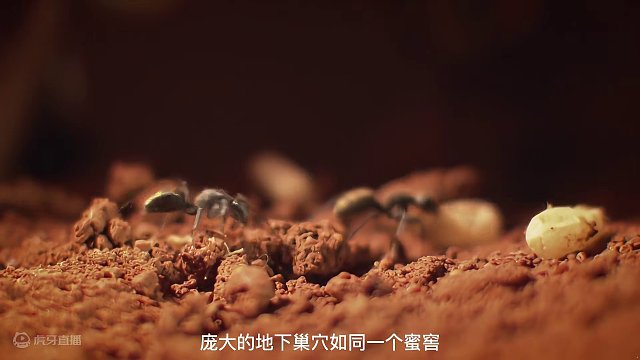蚂蚁种的地下“葡萄”，一斤能卖到3万美元
