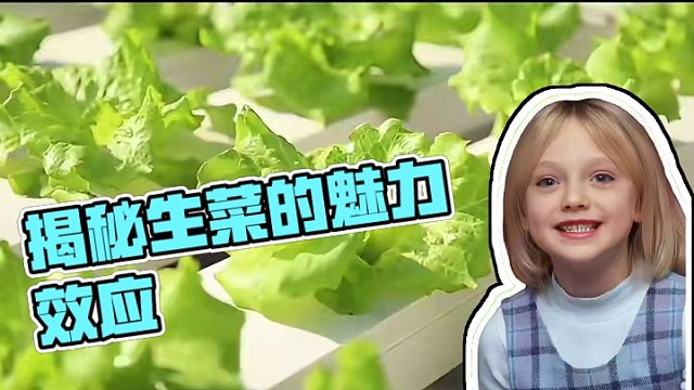 生菜的魅力：揭秘你所不知的绿色诱惑