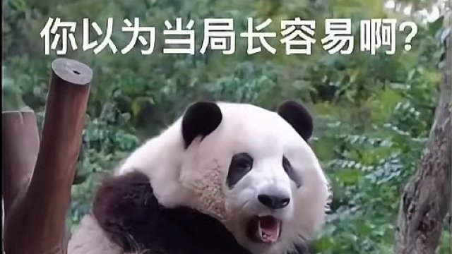 花局长作风有问题呐