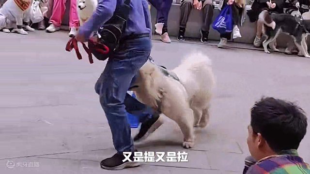 喇叭按了半天，美女咋就不让道 #搞笑视频 #搞笑配音 #大娟配音