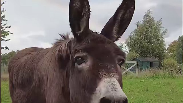 这些动物小时候叫声有多萌，长大后就要多猛！