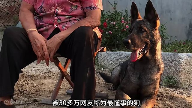 56. 86岁奶奶被一只德牧宠上天 这世界不能没有小狗！！