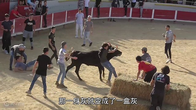 逗牛挑战，这头小黑牛太猛了