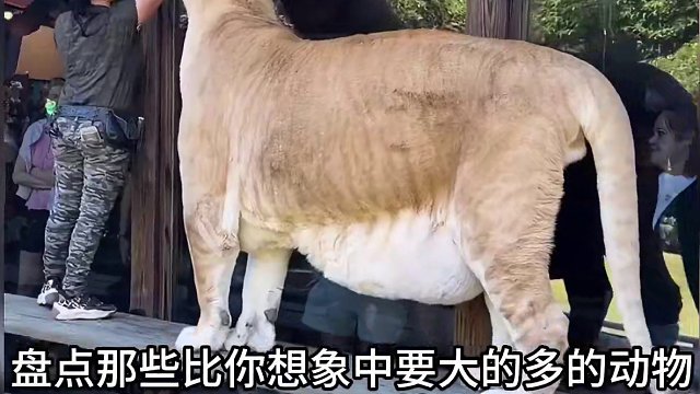 这些动物比你想象中要大得多，这深海大鱿鱼跟外星生物一样！