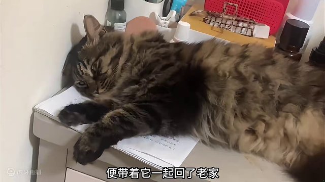 63. 三年前的救赎就像一道光点亮猫咪的整个猫生 从此三年，它每一天都在等待你的出现